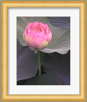 Blushing Lotus II Fine Art Print