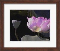 Blushing Lotus III Fine Art Print