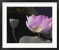 Blushing Lotus III Fine Art Print