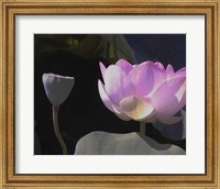 Blushing Lotus III Fine Art Print