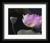 Blushing Lotus III Fine Art Print