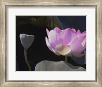 Blushing Lotus III Fine Art Print