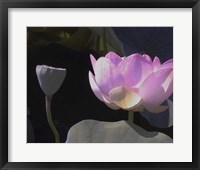 Blushing Lotus III Framed Print