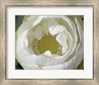 Delicate Lotus I Fine Art Print