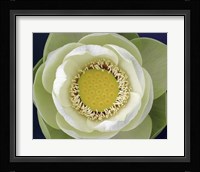 Delicate Lotus II Fine Art Print