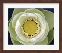 Delicate Lotus II Fine Art Print