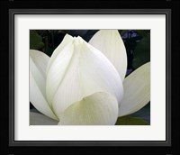 Delicate Lotus IV Fine Art Print
