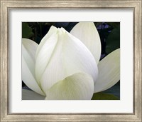 Delicate Lotus IV Fine Art Print