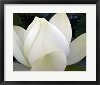 Delicate Lotus IV Framed Print