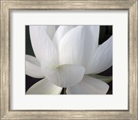 Delicate Lotus V Fine Art Print