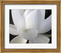 Delicate Lotus V Fine Art Print