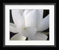Delicate Lotus V Fine Art Print