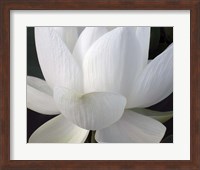 Delicate Lotus V Fine Art Print