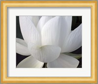 Delicate Lotus V Fine Art Print