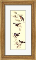 Gould Bird Panel I Fine Art Print