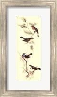 Gould Bird Panel I Fine Art Print