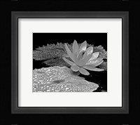 Droplets on Water Lily Fine Art Print