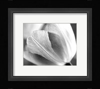 Tulip I Fine Art Print