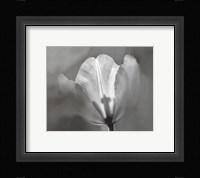 Tulip II Fine Art Print
