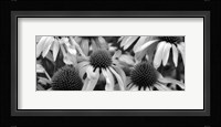 Echinacea Sunrise Fine Art Print