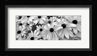 Black Eyed Susans Fine Art Print