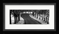 Maple Tree Lined Drive Fine Art Print
