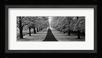 Maple Lined Road Fine Art Print
