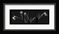 Tulip Trio Fine Art Print