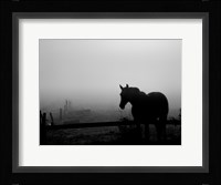 Grazing in the Mist II Fine Art Print