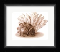 Seashells II Fine Art Print