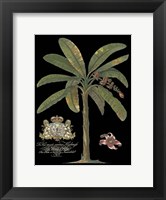 Palm on Black II Fine Art Print