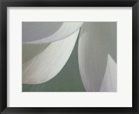 Lotus Detail I Framed Print