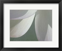 Lotus Detail I Framed Print