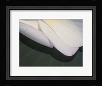 Lotus Detail II Fine Art Print