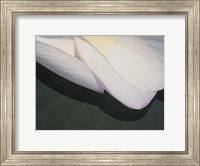 Lotus Detail II Fine Art Print