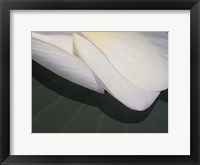 Lotus Detail II Framed Print