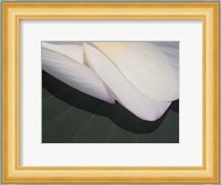 Lotus Detail II Fine Art Print