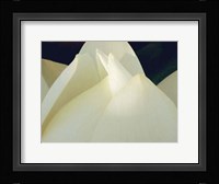 Lotus Detail III Fine Art Print