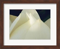 Lotus Detail III Fine Art Print