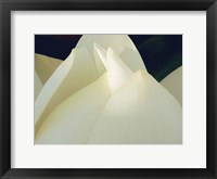 Lotus Detail III Fine Art Print