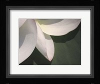 Lotus Detail IV Fine Art Print