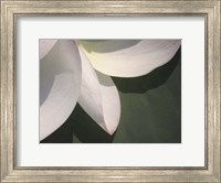 Lotus Detail IV Fine Art Print