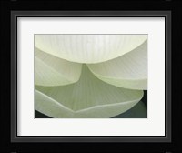 Lotus Detail V Fine Art Print