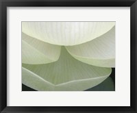 Lotus Detail V Fine Art Print