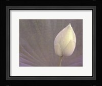 Lotus Detail VI Fine Art Print