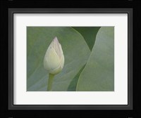 Lotus Detail VII Fine Art Print