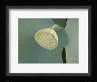 Lotus Detail VIII Fine Art Print