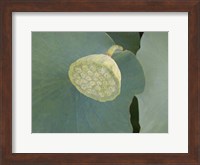 Lotus Detail VIII Fine Art Print