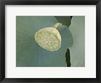 Lotus Detail VIII Framed Print
