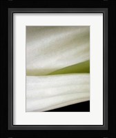 Bok Choy II Fine Art Print